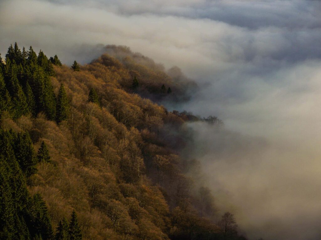 Foggy day in the Carpathians