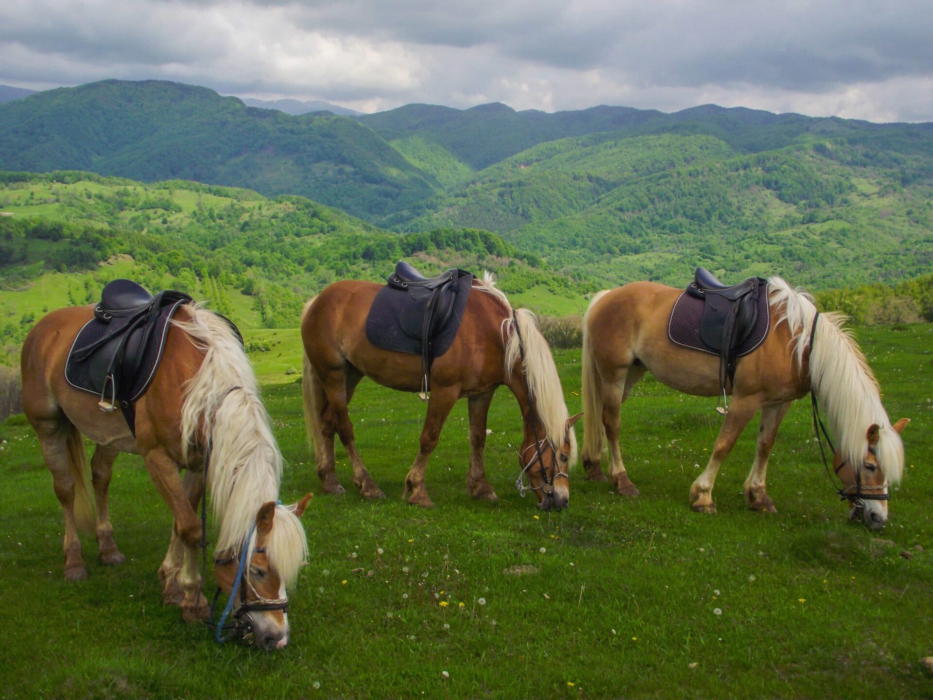 You are currently viewing Of horses and rolling hills at Potcoava Mountain Hideaway