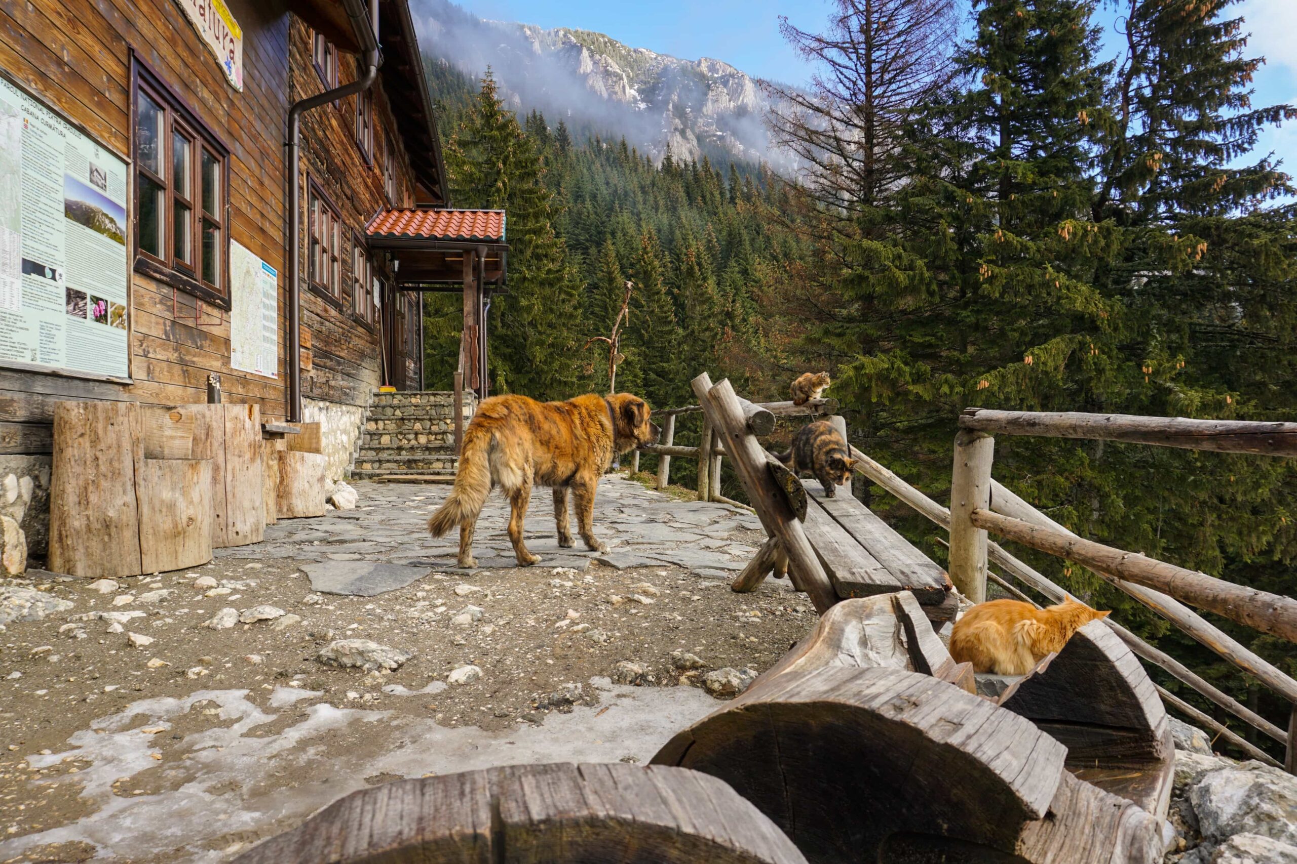 You are currently viewing Great day out in Piatra Craiului National Park