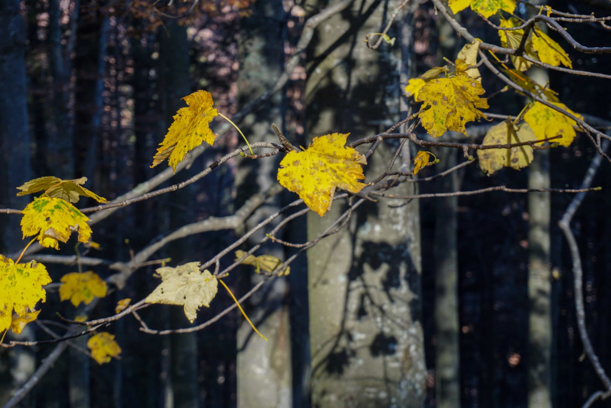 You are currently viewing Hiking tour in Romania during autumn