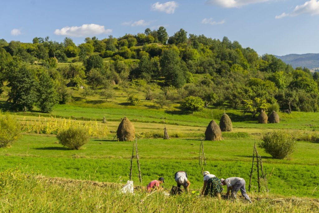 Rural activities in Romania